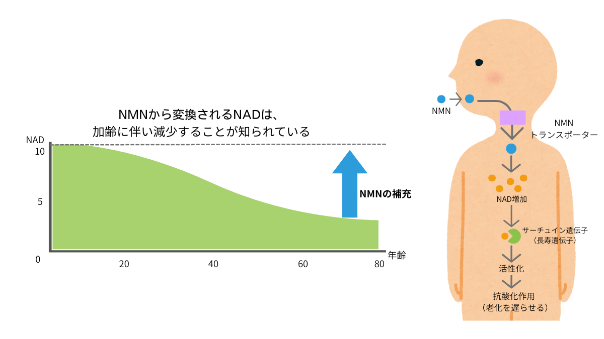NMN・NADの説明