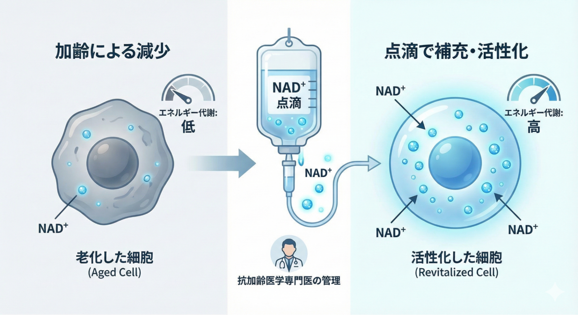 NAD⁺点滴療法の仕組み説明 