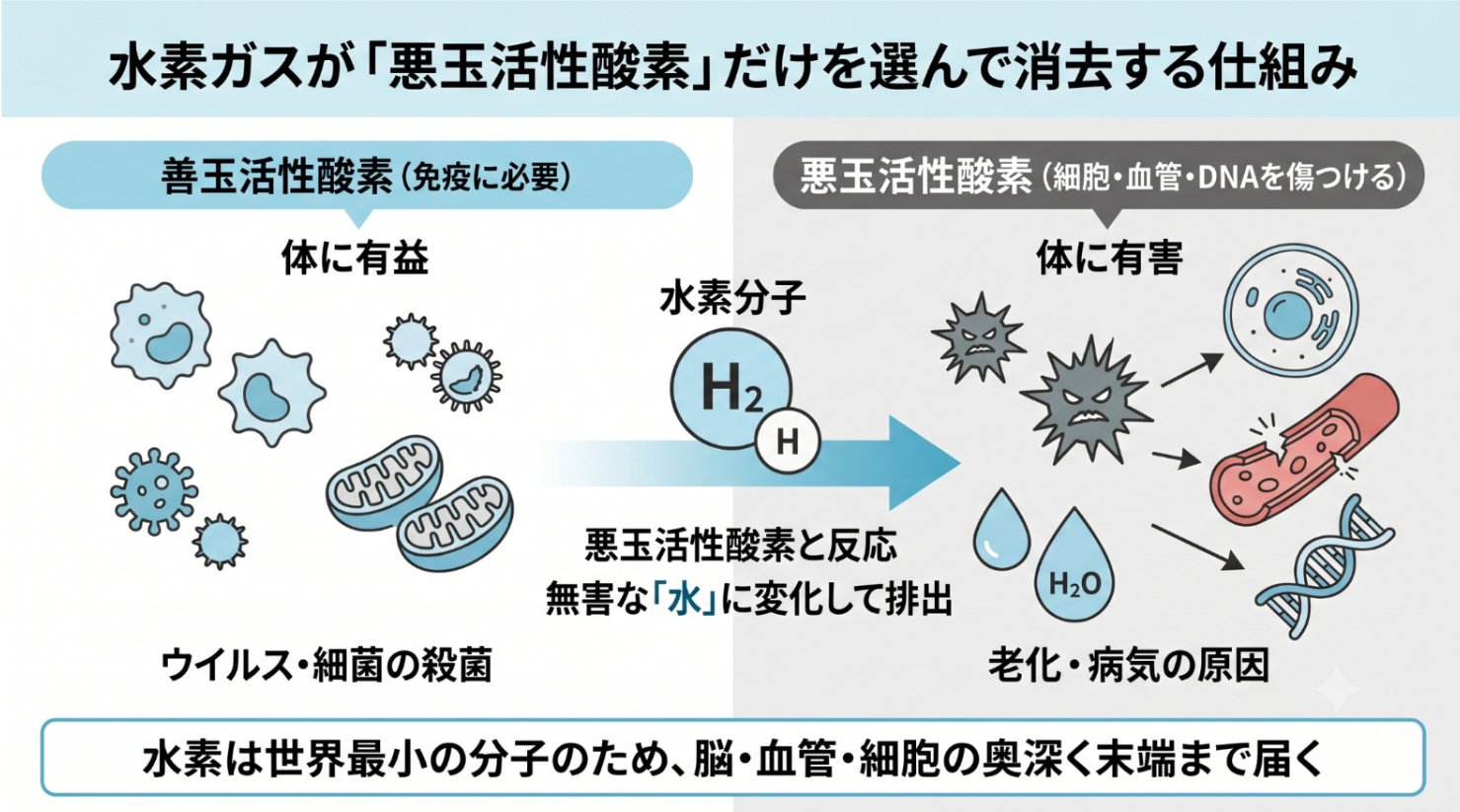 水素ガスが善玉の活性酸素は残し、悪玉活性酸素だけを選んで消去する仕組みの図解